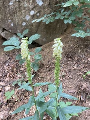 Digitalis micrantha