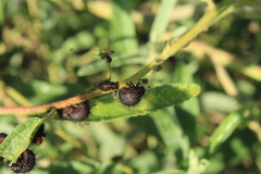 Calligrapha serpentina
