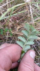 Acaena agnipila