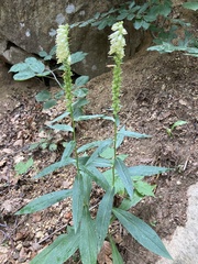 Digitalis micrantha
