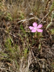 Dianthus campestris