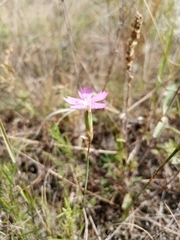 Dianthus campestris