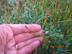 Schoenus concinnus