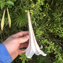 Lilium philippinense
