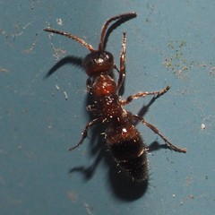 Myrmosa unicolor