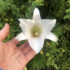 Lilium philippinense