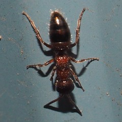 Myrmosa unicolor
