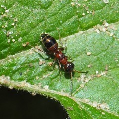 Myrmosa unicolor