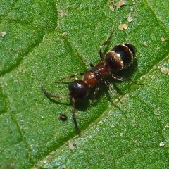 Myrmosa unicolor