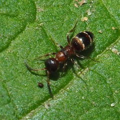 Myrmosa unicolor