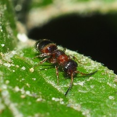 Myrmosa unicolor