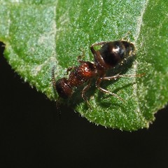 Myrmosa unicolor