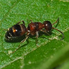 Myrmosa unicolor