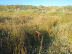 Schoenus concinnus