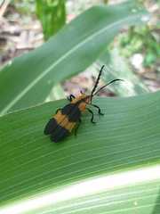 Calopteron reticulatum