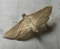 Marasmia trapezalis