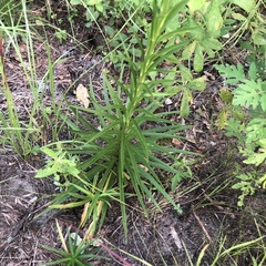 Lilium philippinense