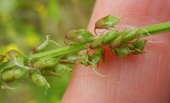 Melilotus altissimus