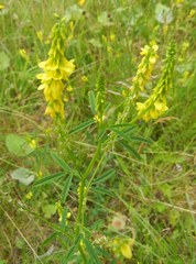 Melilotus altissimus