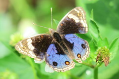 Junonia orithya wallacei