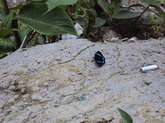 Diaethria nystographa