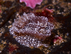 Goniodoris castanea