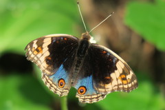 Junonia orithya wallacei