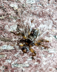 Lipoptena depressa