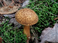 Xanthoconium affine maculosus