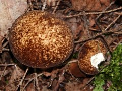 Xanthoconium affine maculosus