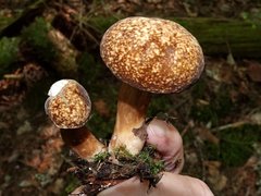 Xanthoconium affine maculosus