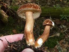 Xanthoconium affine maculosus