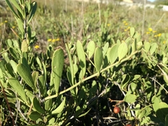 Gymnosporia elliptica