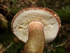 Xanthoconium affine maculosus