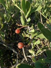 Gymnosporia elliptica