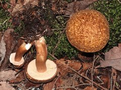 Xanthoconium affine maculosus