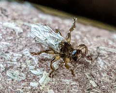 Lipoptena depressa