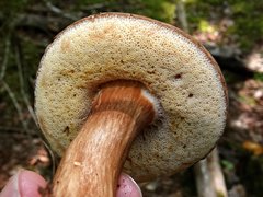 Xanthoconium affine maculosus