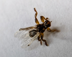 Lipoptena depressa