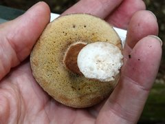 Xanthoconium affine maculosus