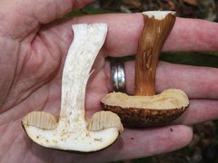 Xanthoconium affine maculosus