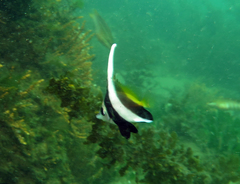 Heniochus diphreutes