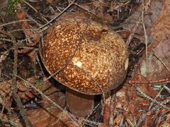 Xanthoconium affine maculosus