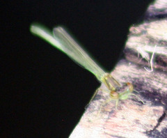 Enallagma vesperum