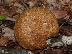 Xanthoconium affine maculosus