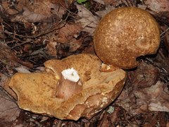 Xanthoconium affine maculosus