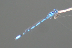 Enallagma doubledayi