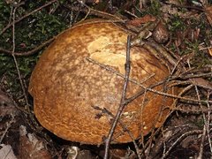 Xanthoconium affine maculosus