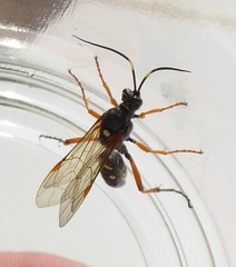 Diphyus mercatorius
