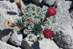 Chaenactis nevadensis